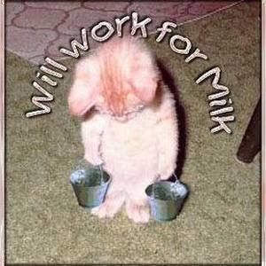 Meet your Posher, Kitty